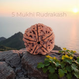 Nepal Origin 5 Mukhi Rudraksha – Sacred Power, Timeless Protection