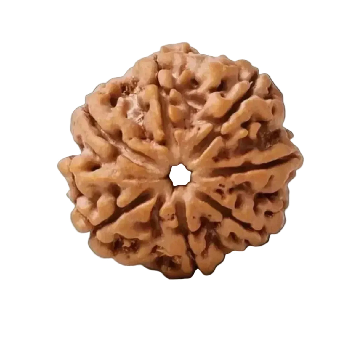 Close-up of a brown rudraksha bead on a white background