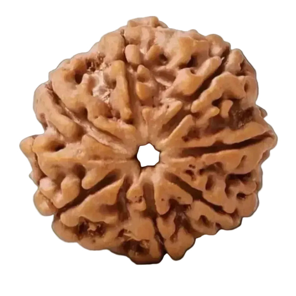 Close-up of a brown rudraksha bead on a white background