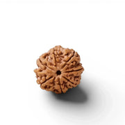 Energised 7 Mukhi Nepali Rudraksh– Spiritual Protection, Healing & Energy Balance