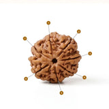 Energised 7 Mukhi Nepali Rudraksh– Spiritual Protection, Healing & Energy Balance