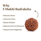 Premium Large 5 Mukhi Rudraksha (Nepal) | Divine Energy & Protection - LA TATVA